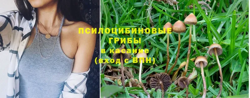 Галлюциногенные грибы Magic Shrooms  Димитровград 